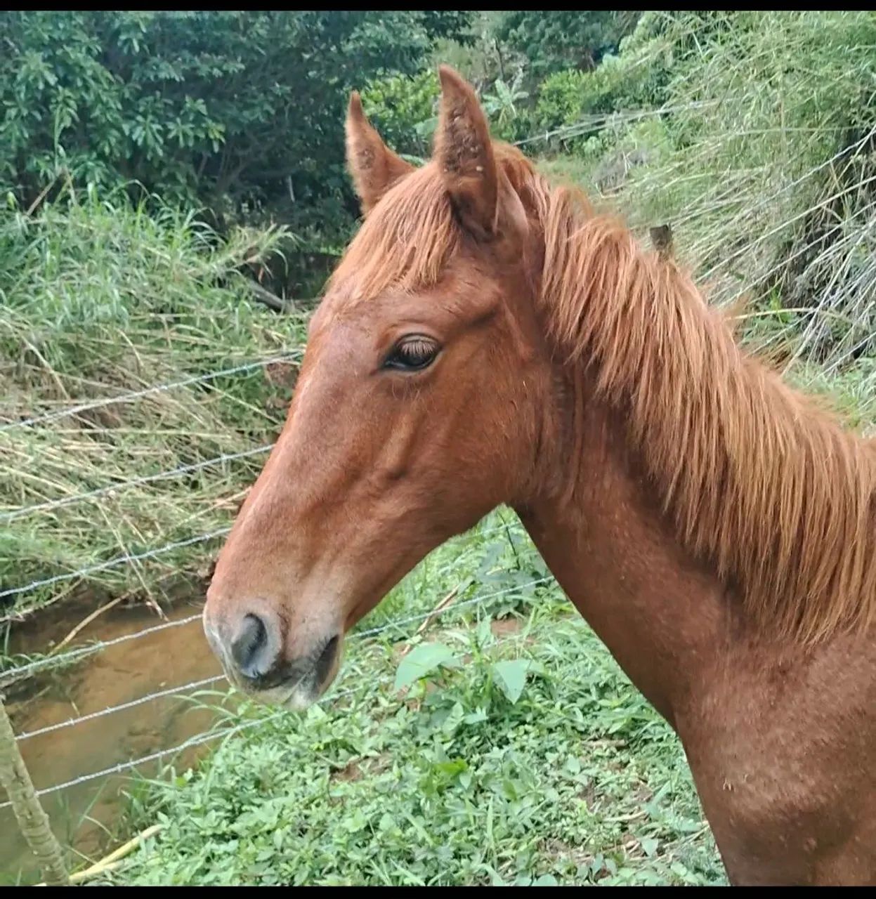 Égua e potro - Foto 3