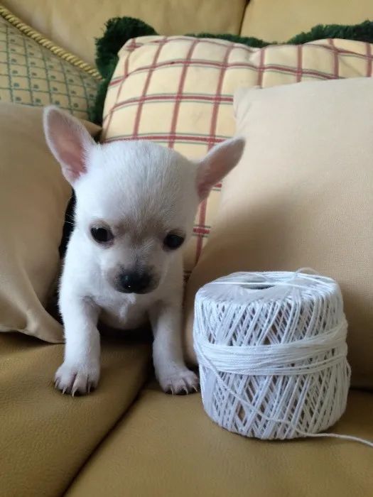 Chihuahua Pelagem curta - Machinho branquinho com 57 dias, vermifugadinho - Daniela Lima