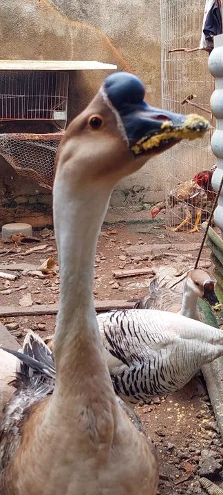 Lindo casal saudável já entrou na postura, - Foto 2