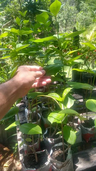 Mudas de Alamanda lilás (Bairro Santa Isabel, São Gonçalo, RJ - não fazemos entregas) - Foto 2