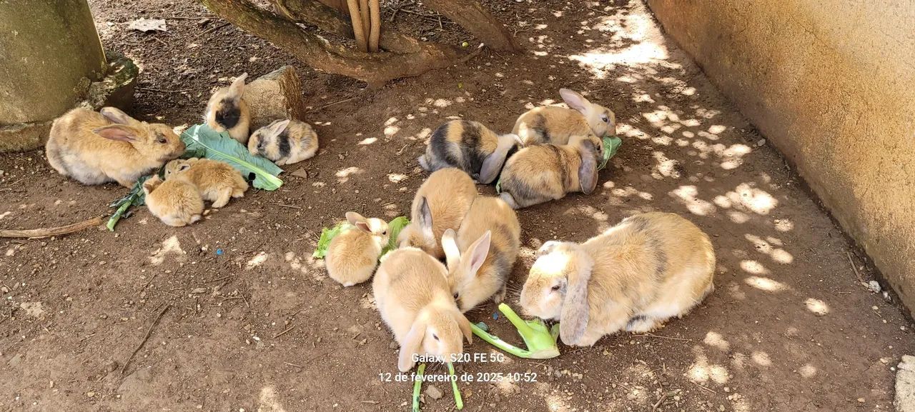 Coelhos fofinhos mini loop