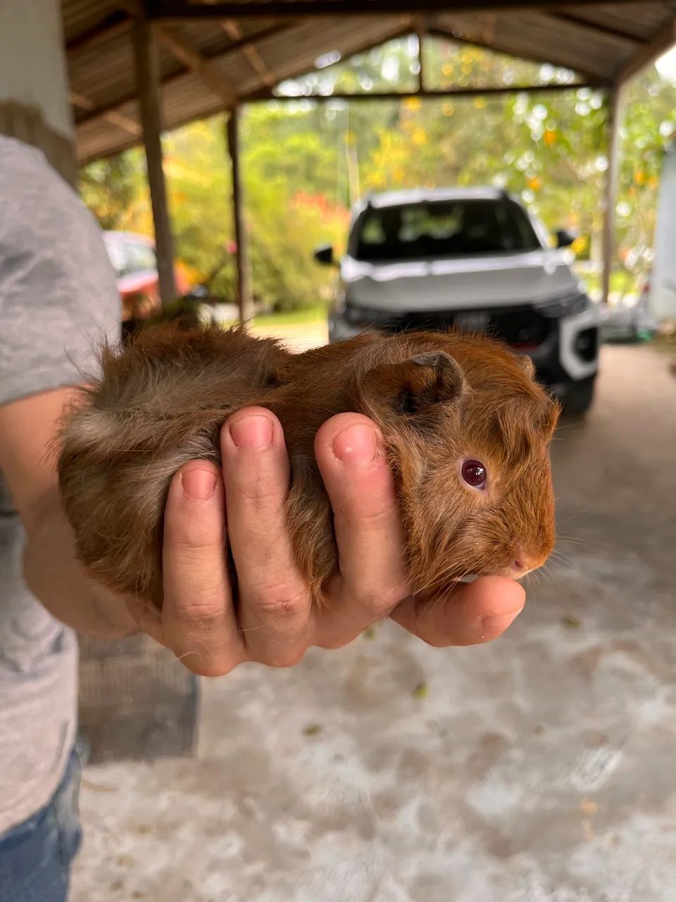 Porquinhos da índia 64606908695169120