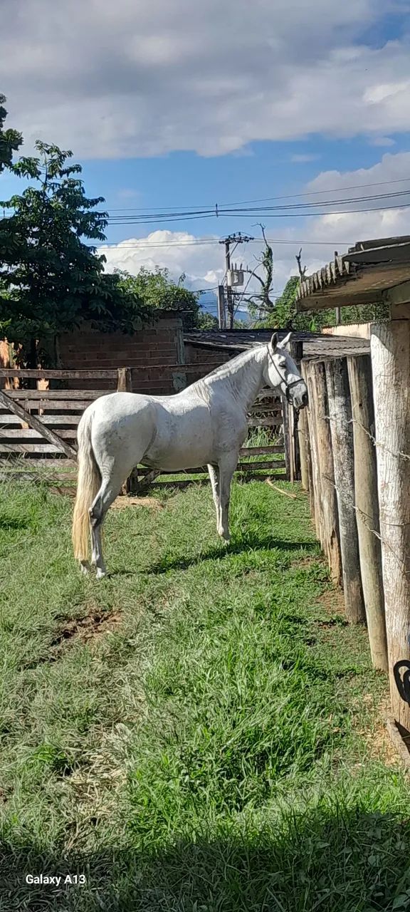 Égua Mangalarga  - Foto 3