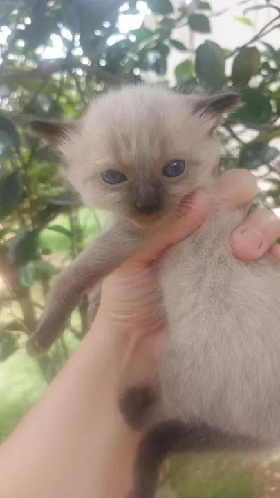 Gatinhos disponível para adoção