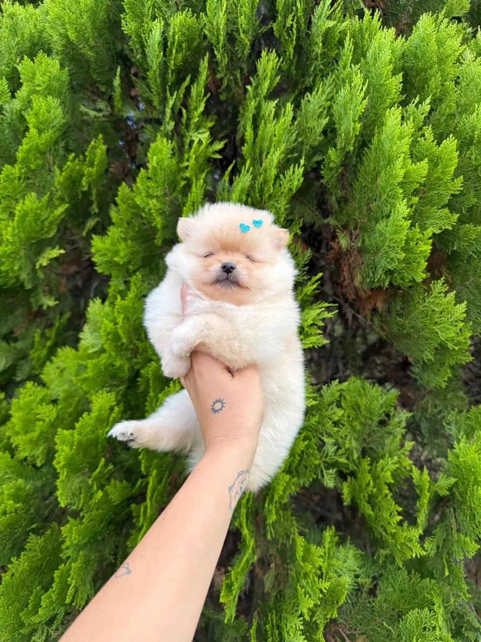 Lulu da pomerania baby face  - Foto 3