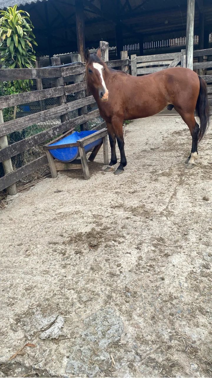 Cavalo mangalarga  - Foto 4