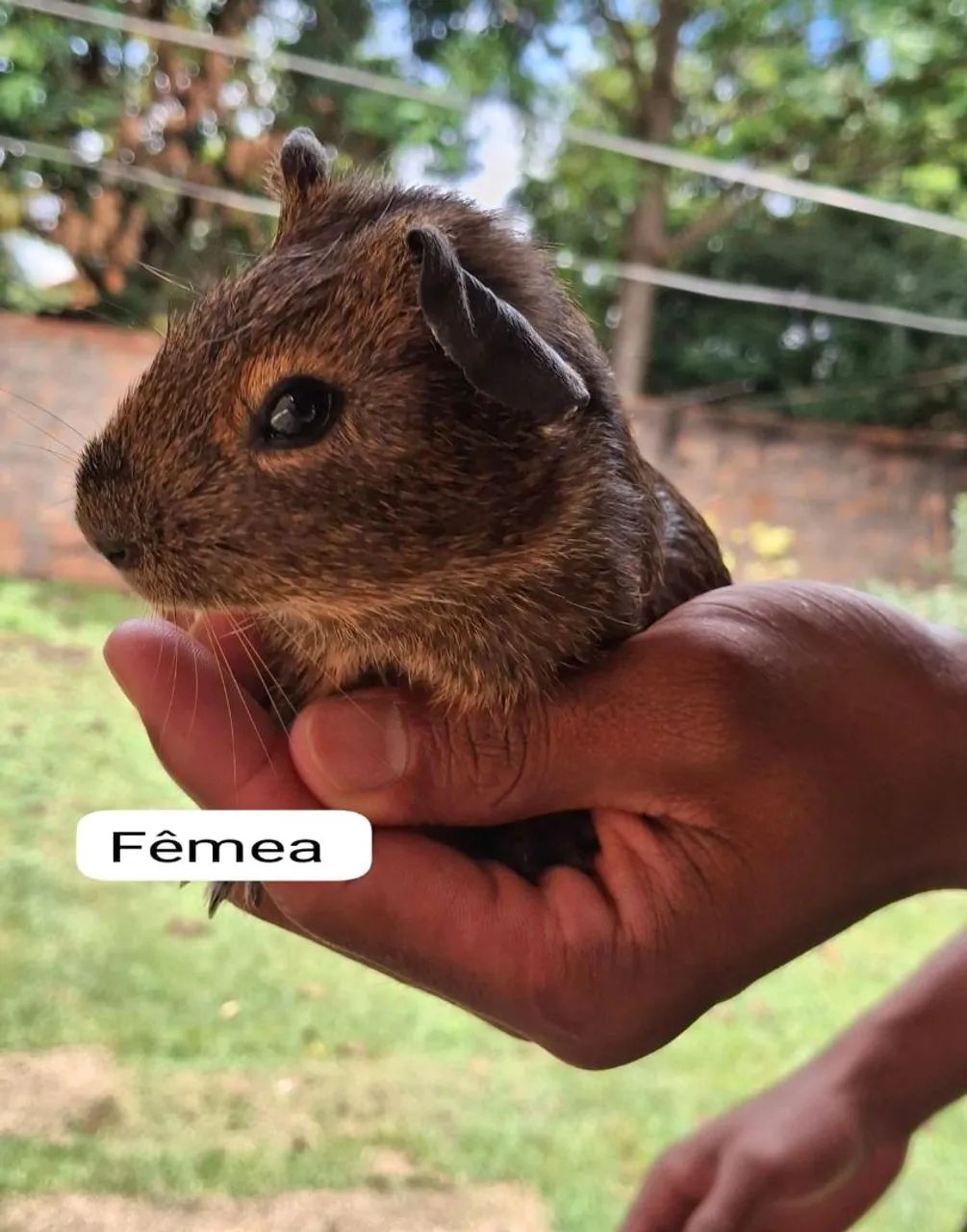 Porquinho da índia - Foto 3