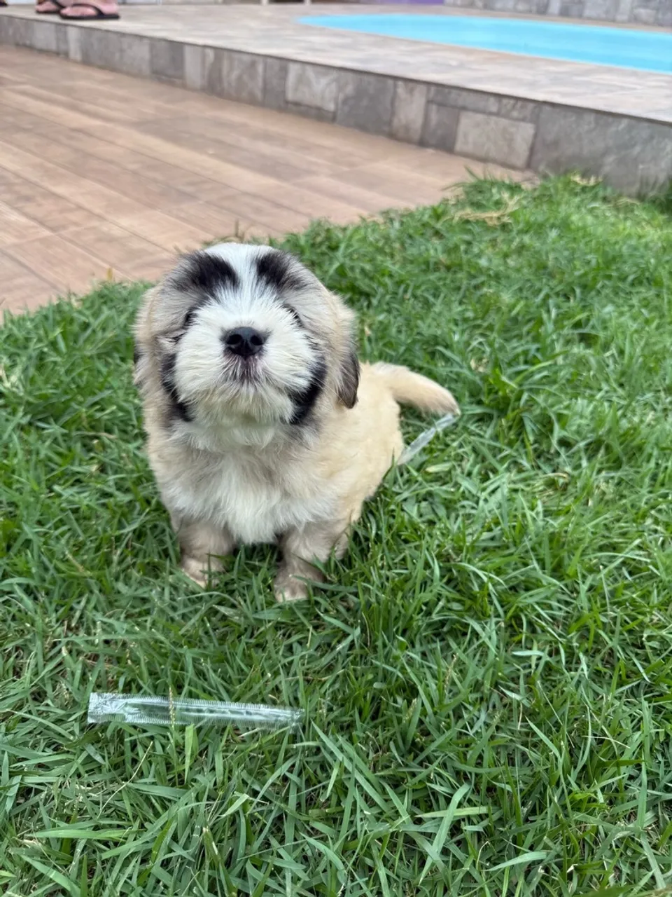 Filhote Shih Tzu Lindo e Carinhoso fêmea e macho disponíveis