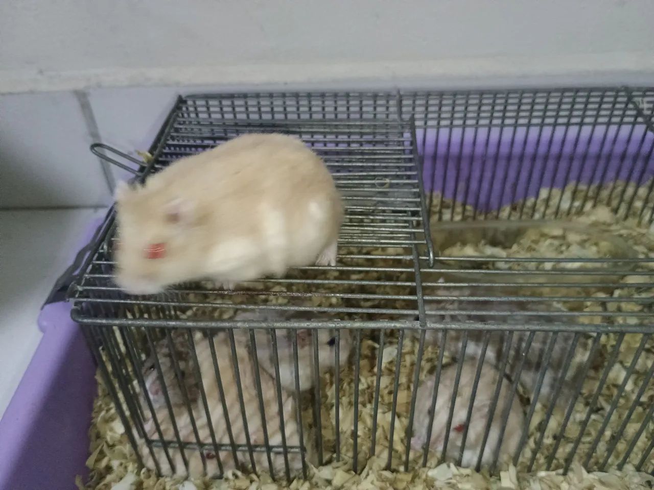 Hamster anão russo 