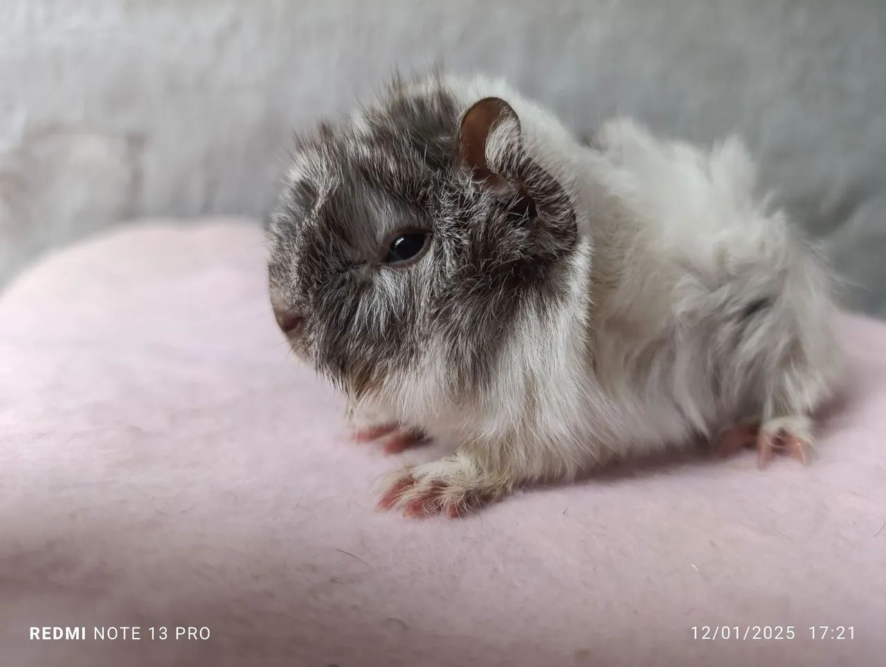 Porquinho da Índia - Foto 2