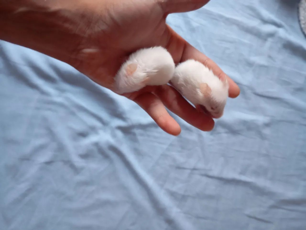 Hamster vendas - Foto 5