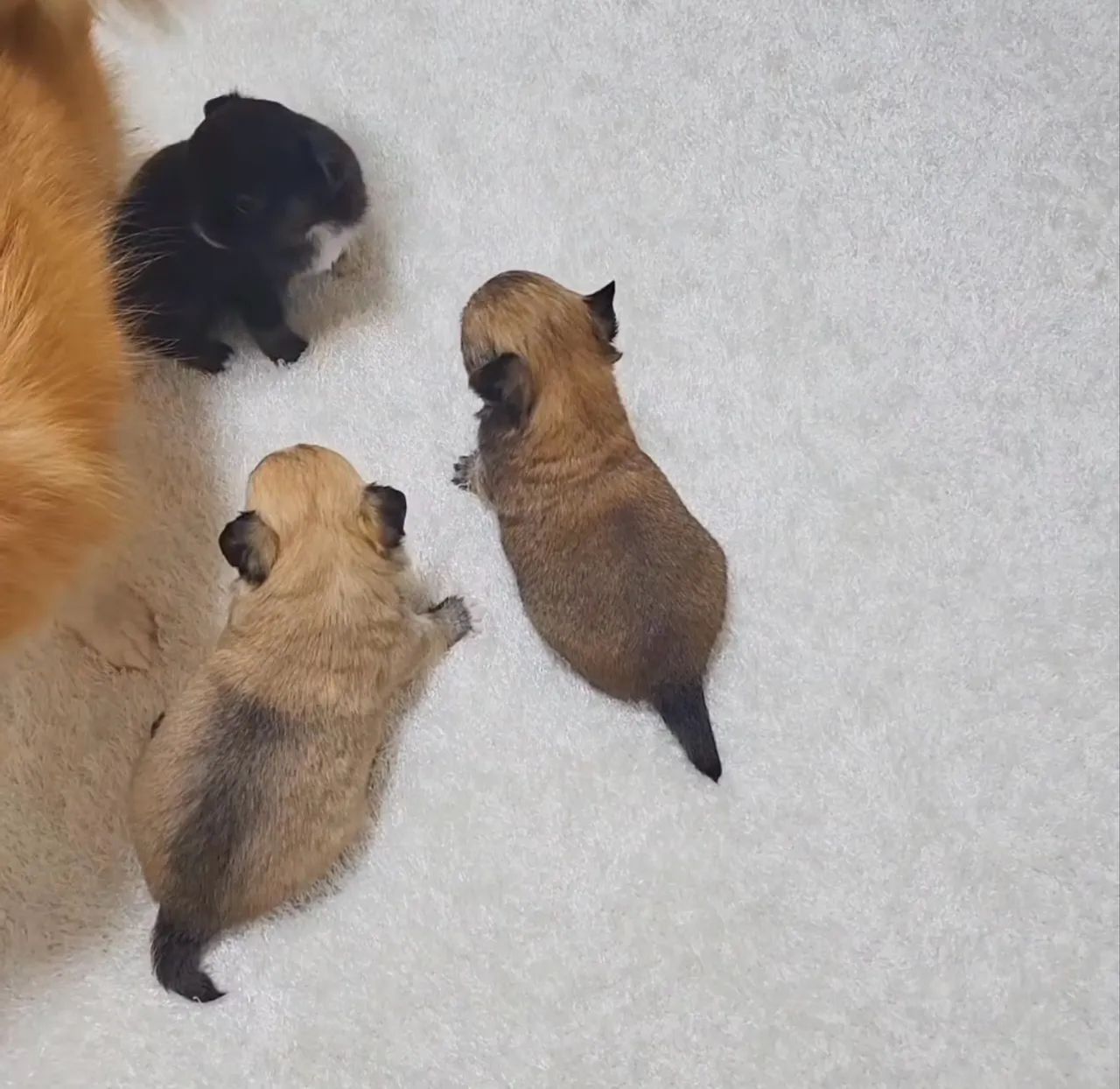 Chihuahua mini Pelo longo Cabecinha de maçã até 12x - Foto 4