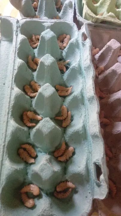 50 Pupas de tenebrio gigante - Foto 4