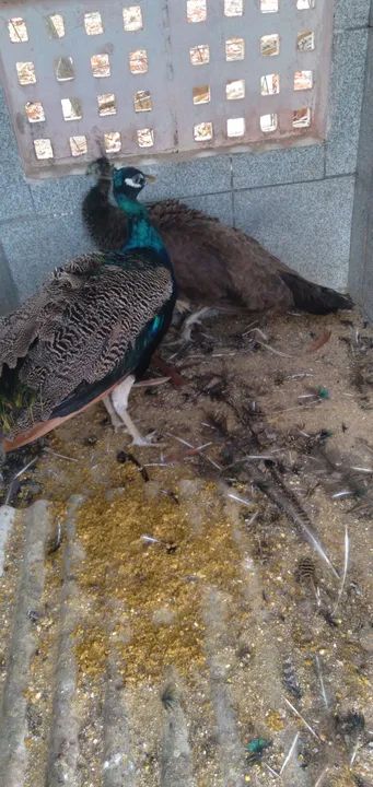 Venda de Pavões  - Foto 5