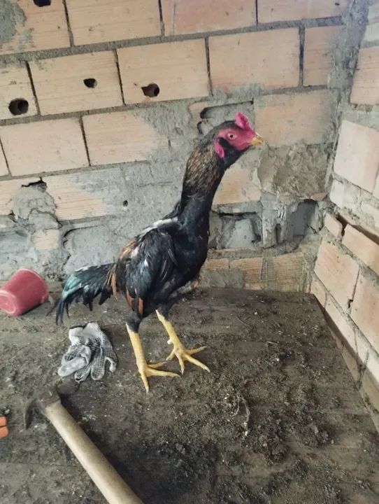 Galo índio puro-  - Foto 4