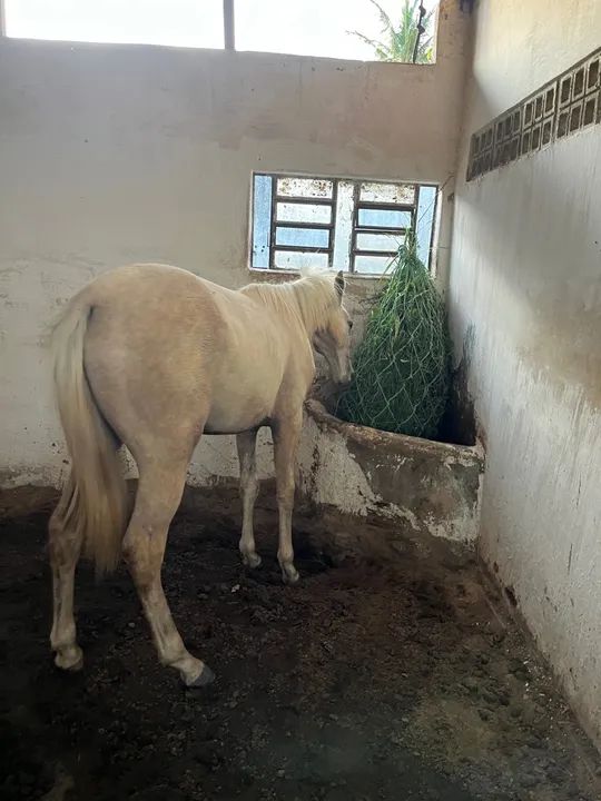 Potro meio sangue QM - Foto 4