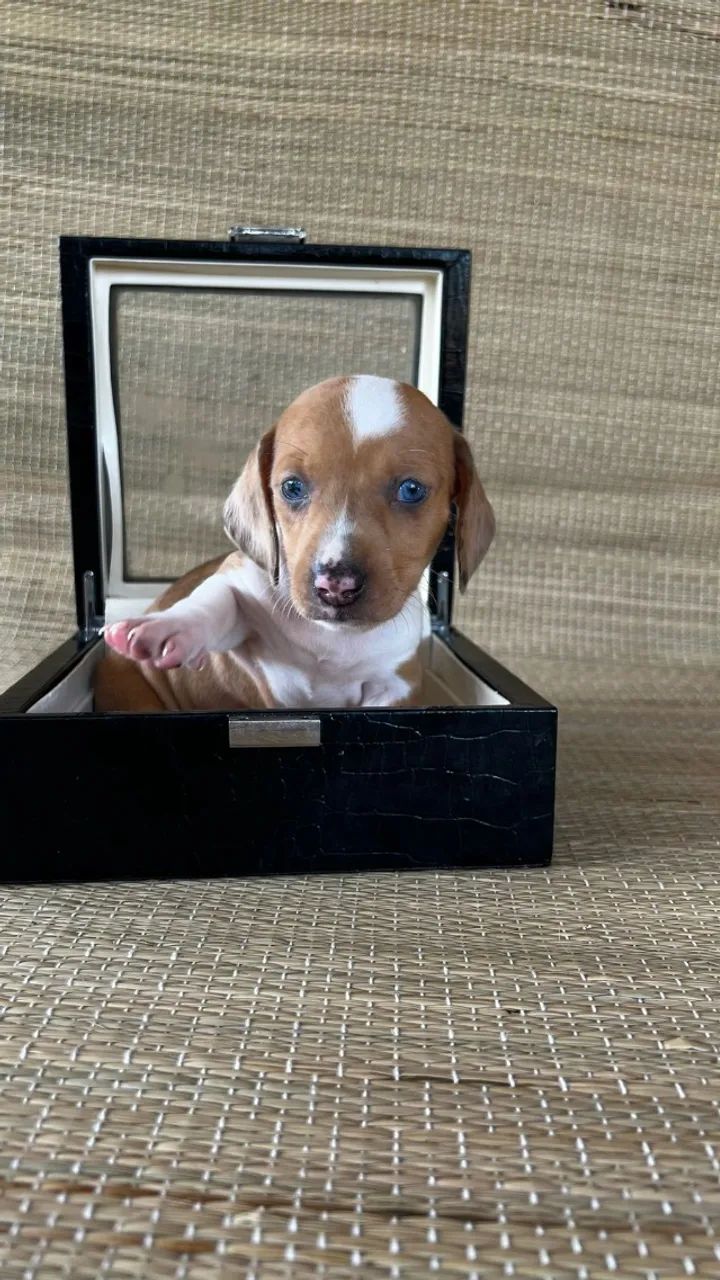 basset daschund machos e femeas  - Foto 2