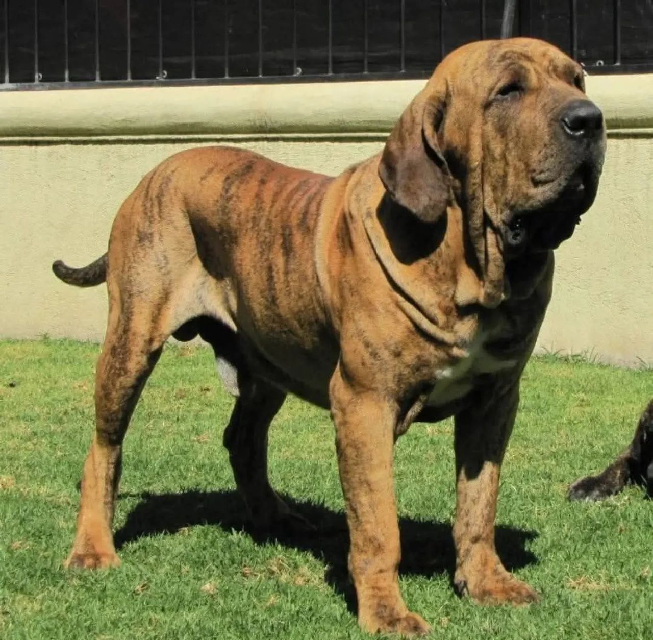 Fila Brasileiro Filhotes Lindos - Foto 6