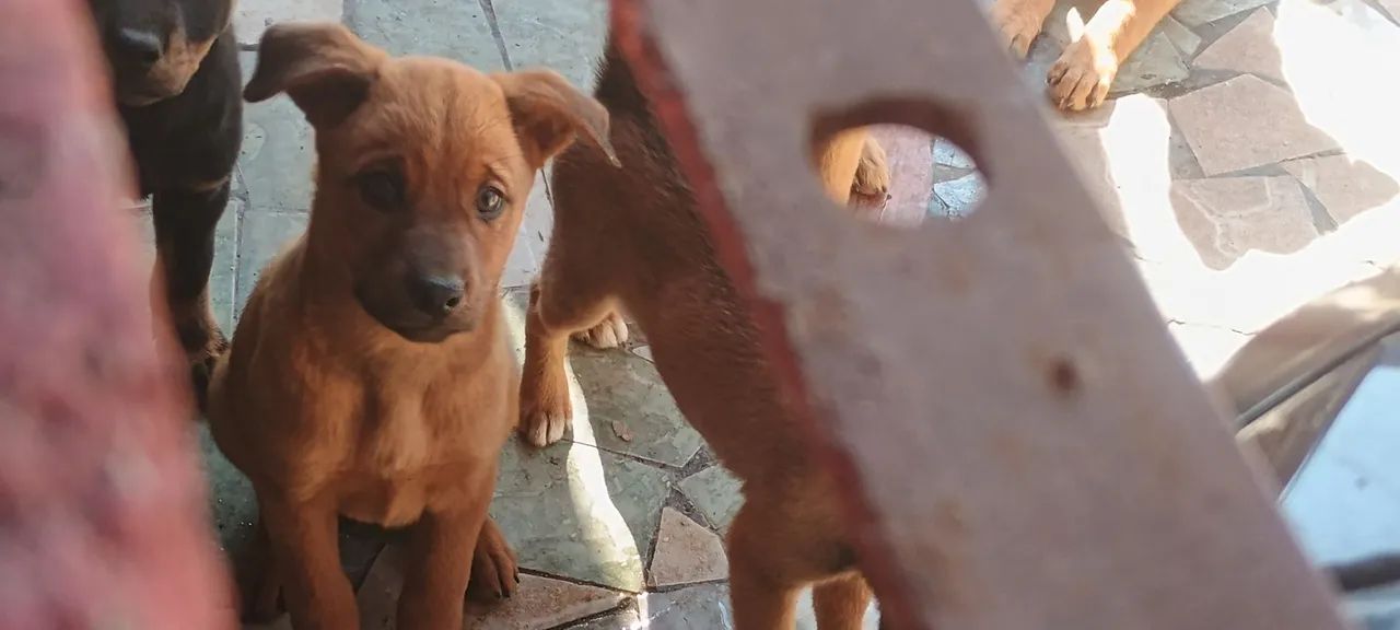 Filhotes de cachorro