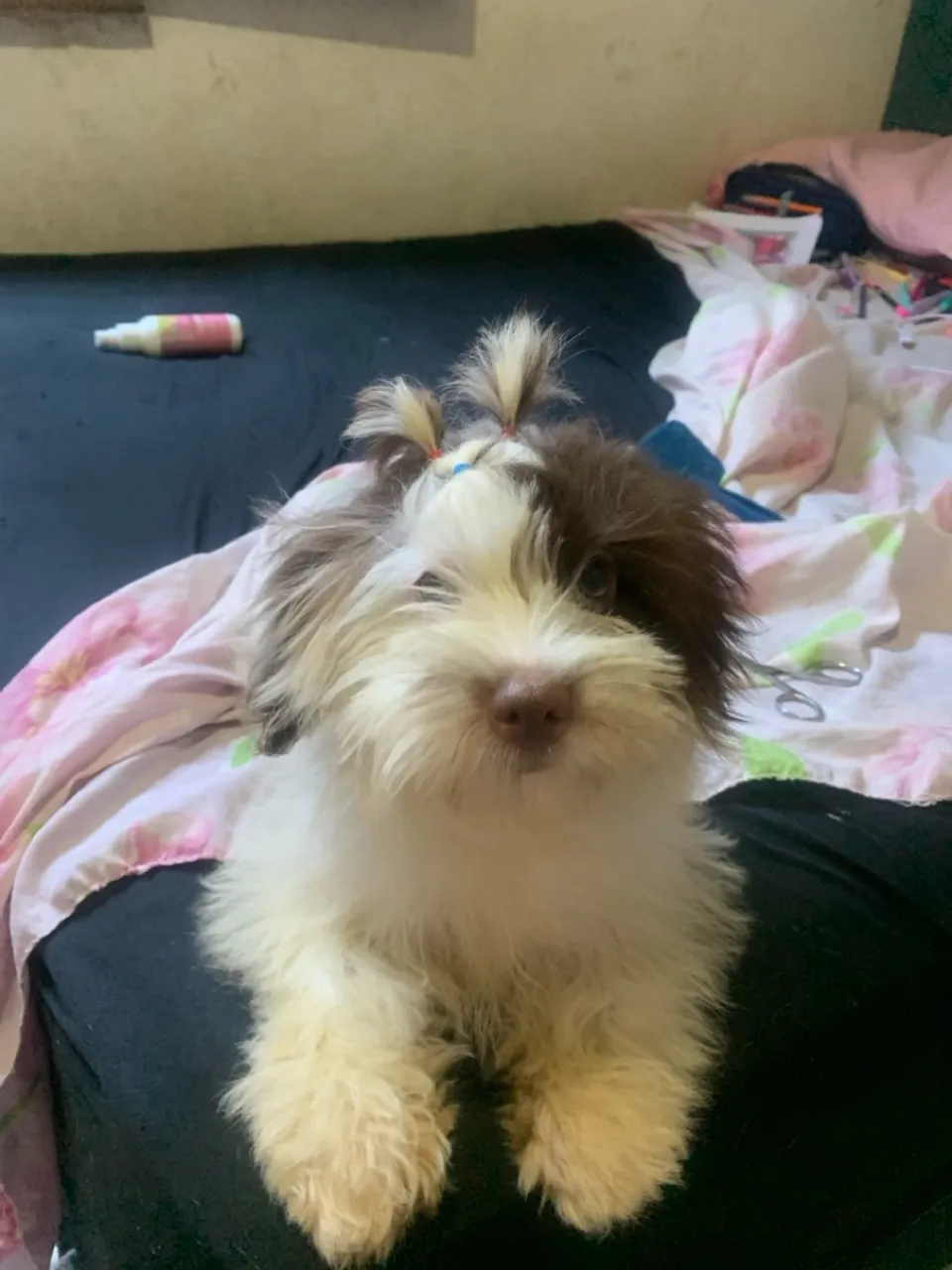 Filhote Shih Tzu fêmea com pedigree