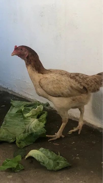 Galinha caipira  - Foto 2
