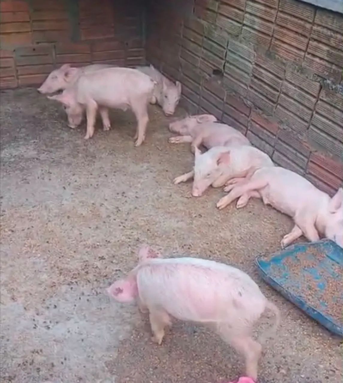 Vendo Porco Landrace