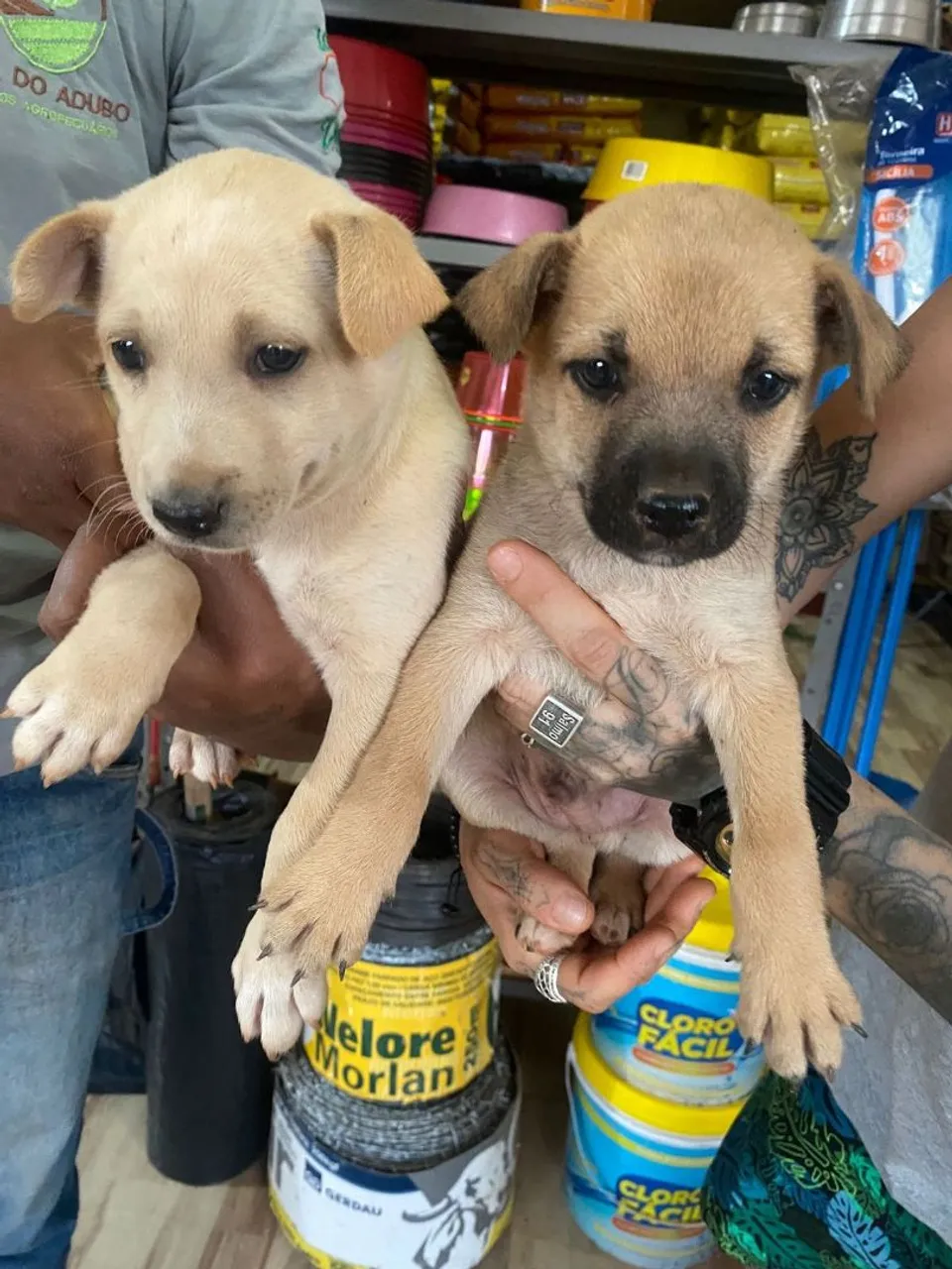 Filhotes Lindos e Carinhosos para Adoção!