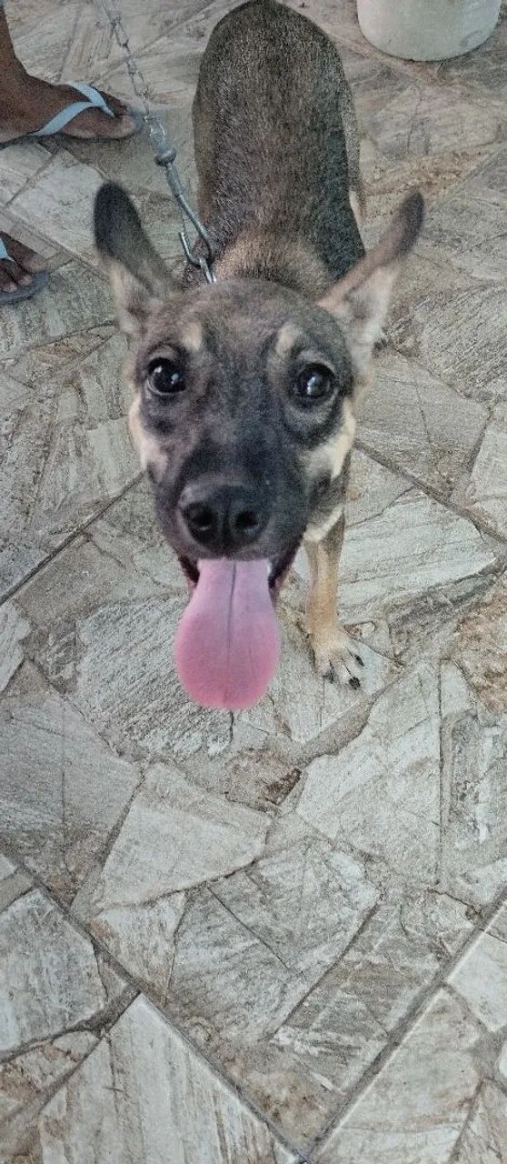 Filhote de cachorro para adoção - Foto 3