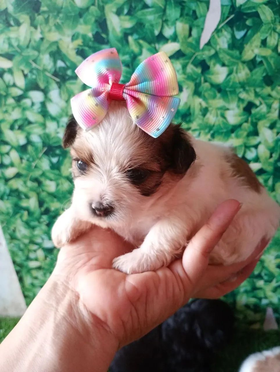 Shipoo fêmea  - Foto 2