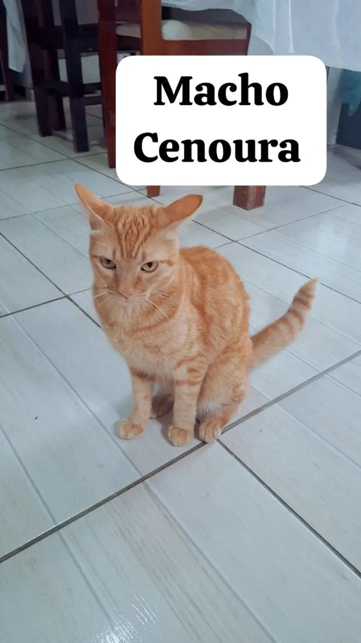 Doação de gatos, cenoura e pipoca.