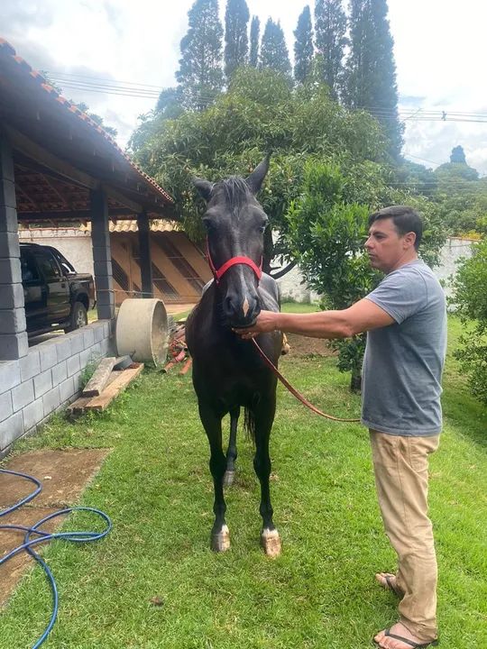 Cavalo mineiro registrado - Foto 6