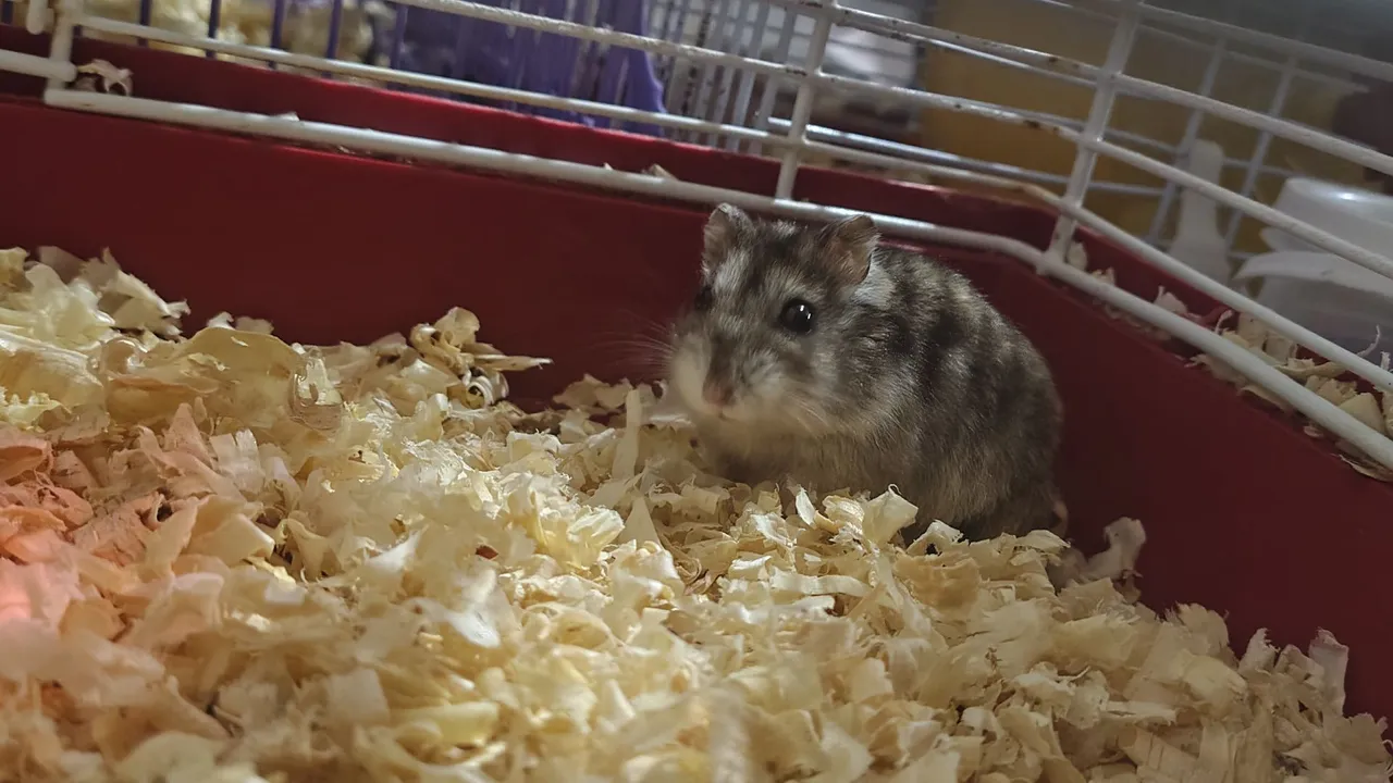 Hamsters anão russo (chinês)
