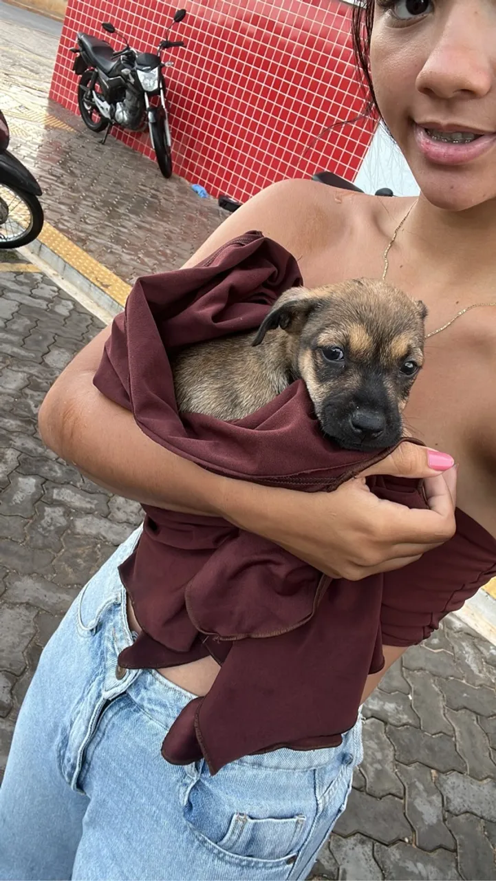 Filhote de cachorro fofo para adoção