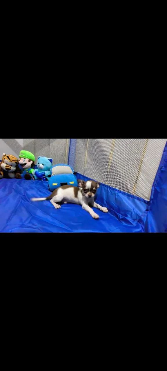 CHIHUAHUA MACHO  - Foto 2