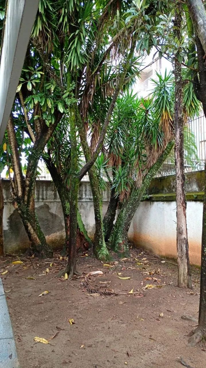 Corte e podas de arvores