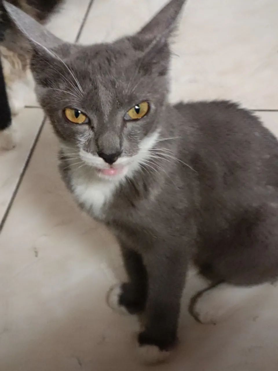 Gatinha cinza - Foto 2