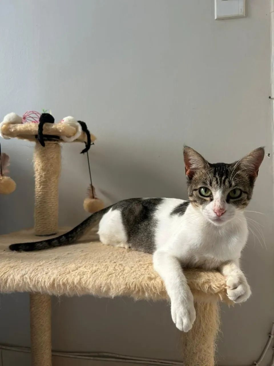 Gatinha castrada