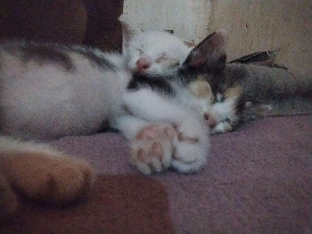 gatos resgatados para adoção 