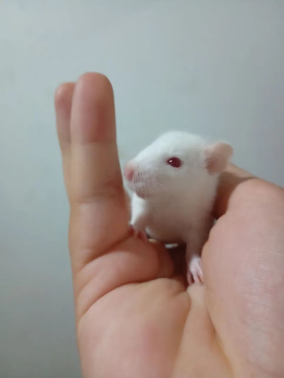 Twister para revenda os 5 a 75 - Foto 3