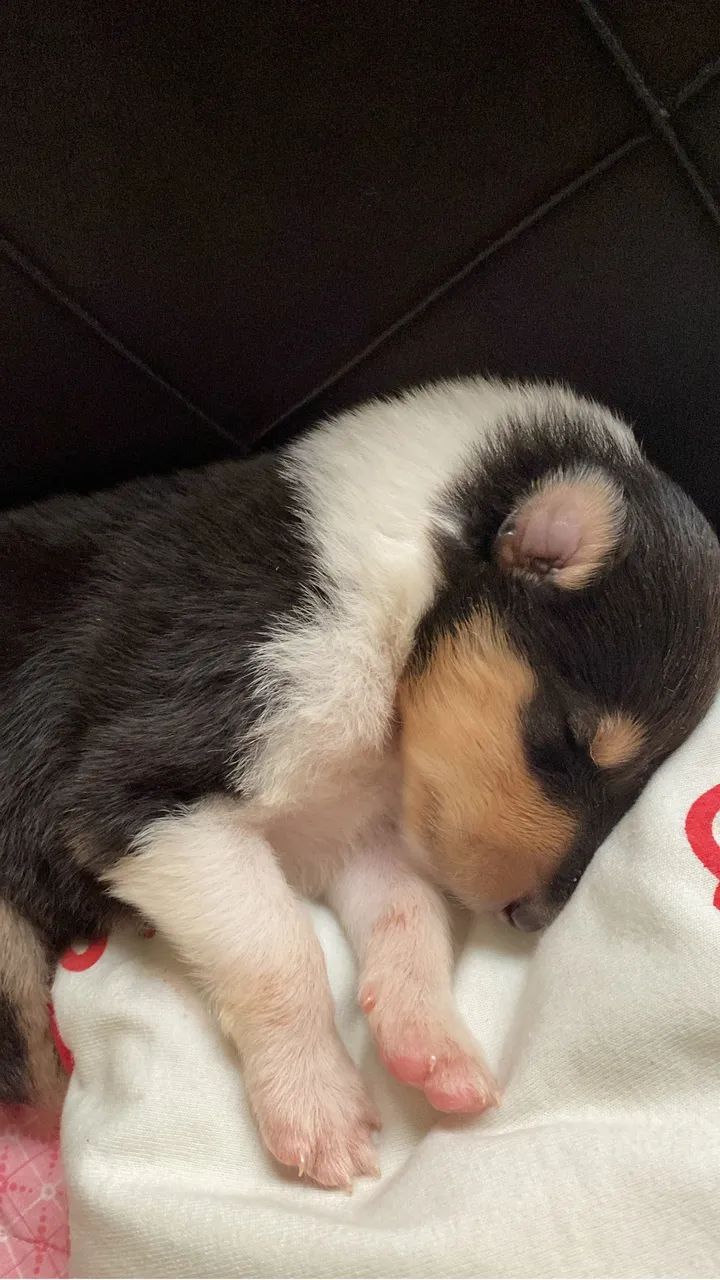 Filhotes de Collie 