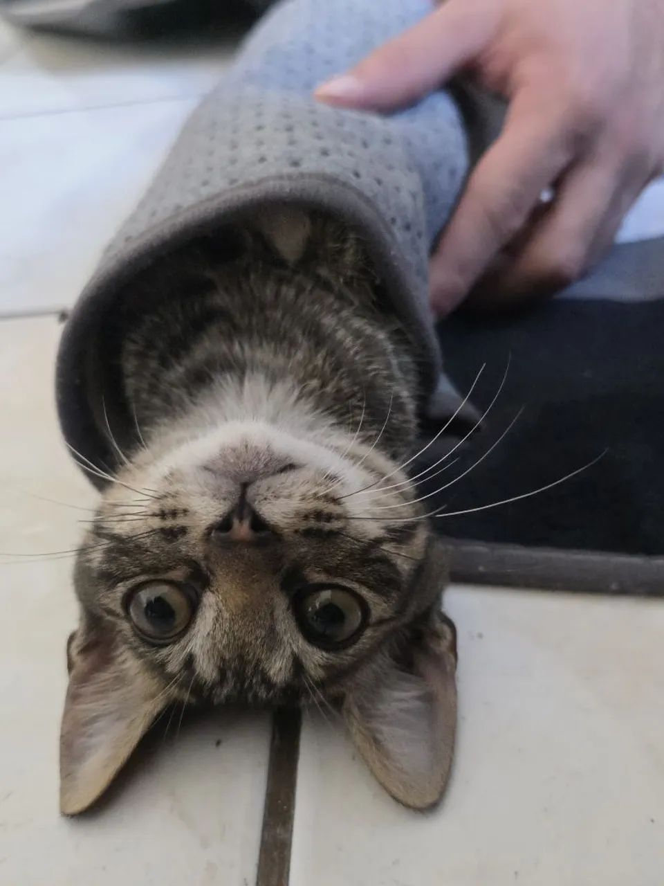 Adoção de gatinho 
