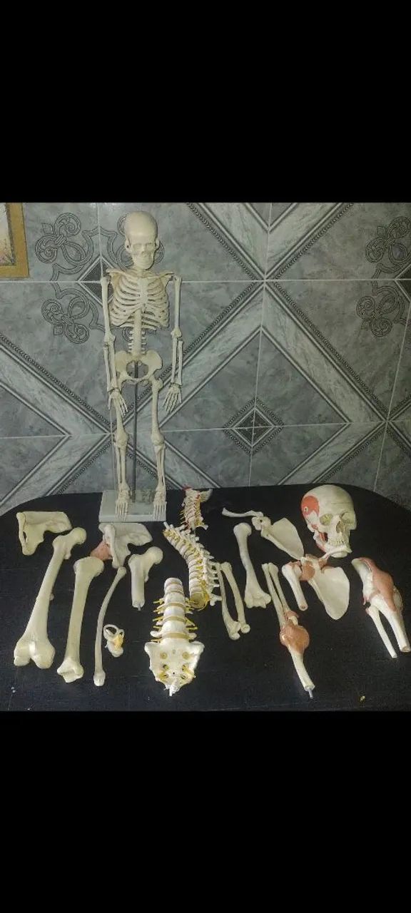 Coleção completa - Ossos em plástico tamanho natural 
