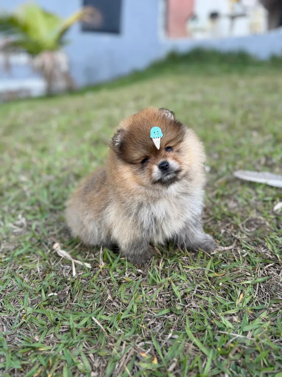 Spitz alemão - Foto 2