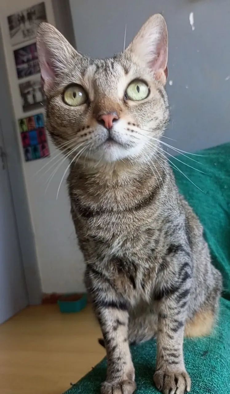 ALICE, CASTRADA E VACINADA - Foto 3