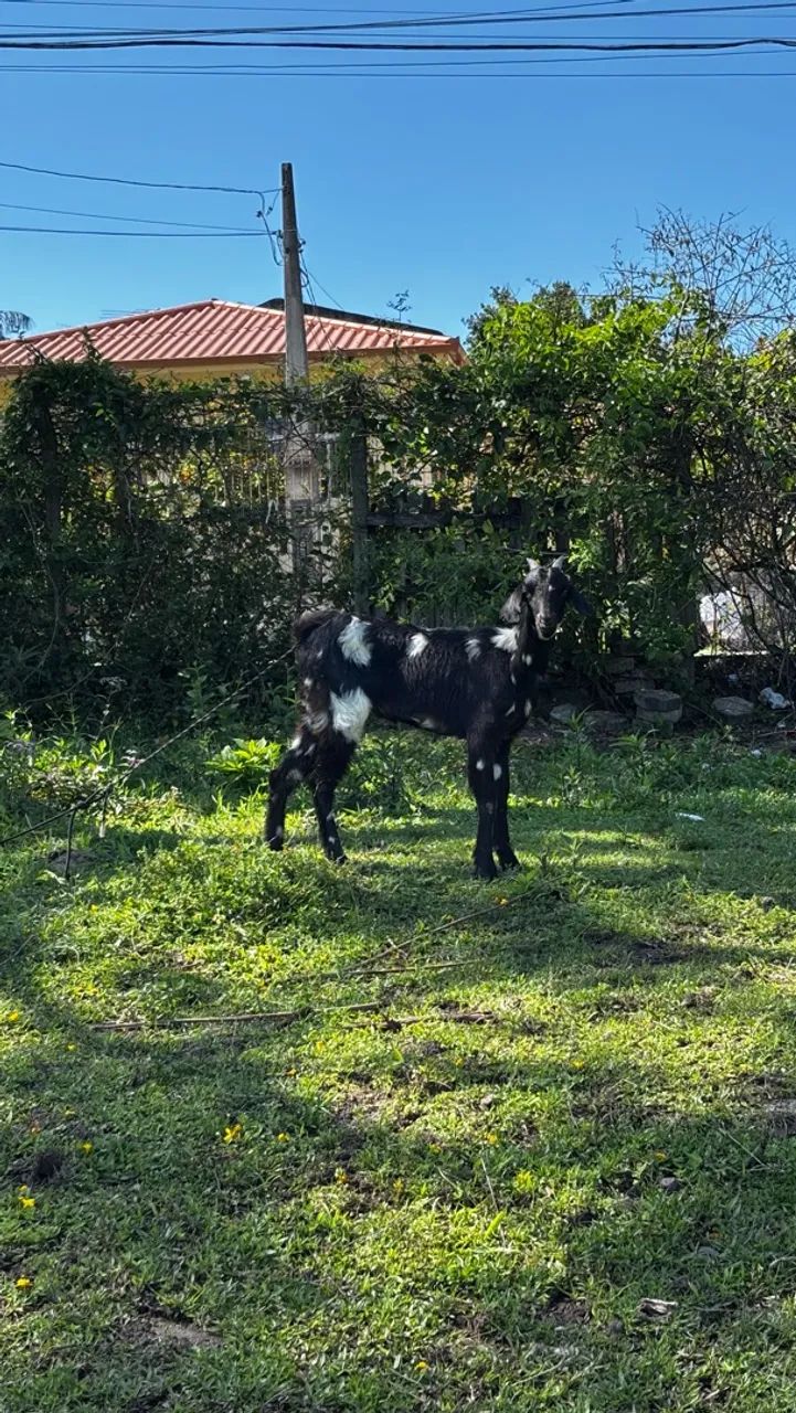 Bode e cabra preto  - Foto 2