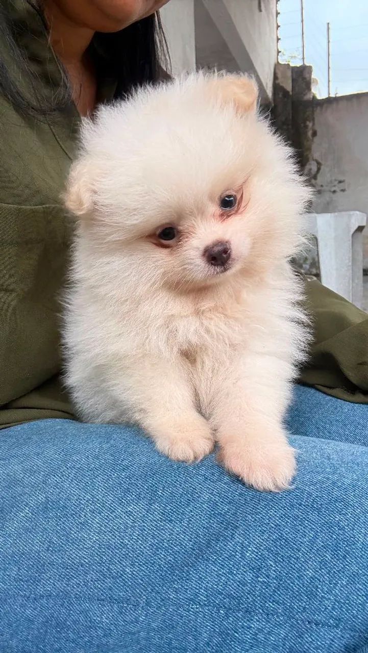 Lulu Spitz  - Foto 3