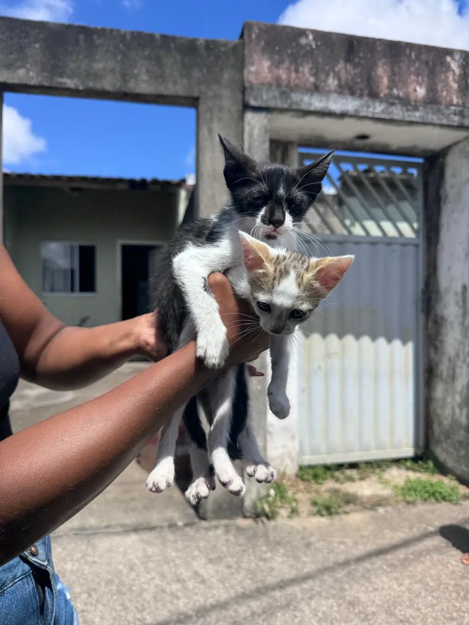 Doação de gatos 