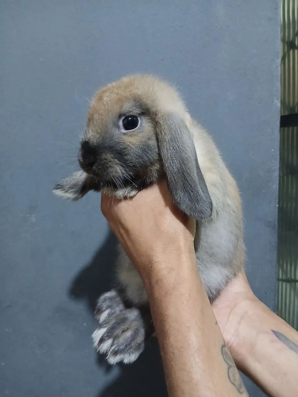 Coelho lop nacional  - Foto 4