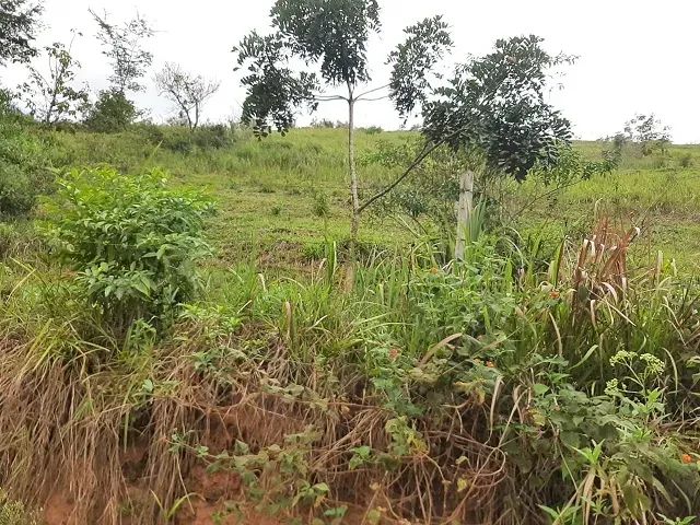 PROPRIEDADE 22 ALQUEIRES  IMBÉ BRINCO - Foto 2