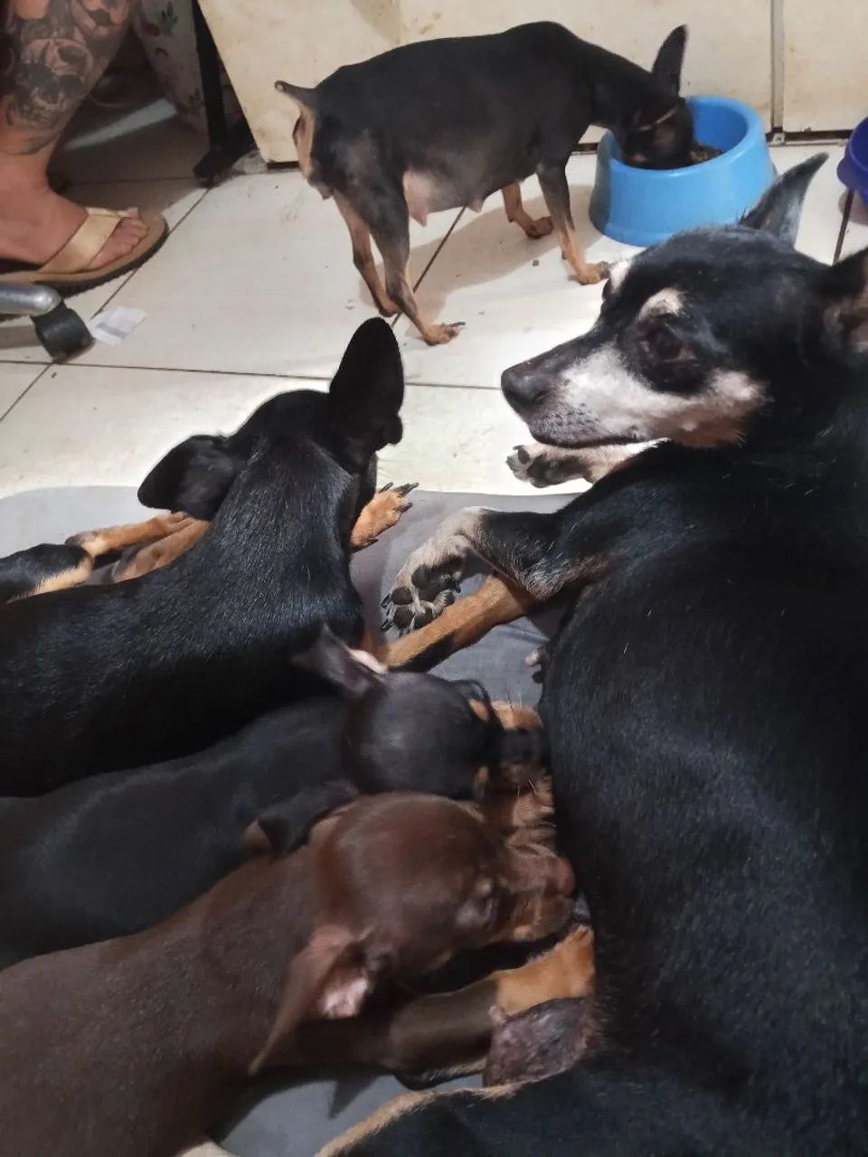 Pincher 1 - Foto 5